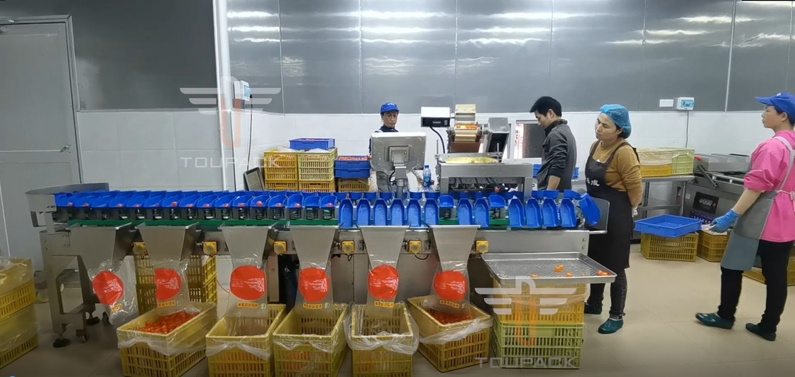 Màn hình cảm ứng Máy phân loại trọng lượng tròn nhiều lớp cho trái cây cá lòng đỏ