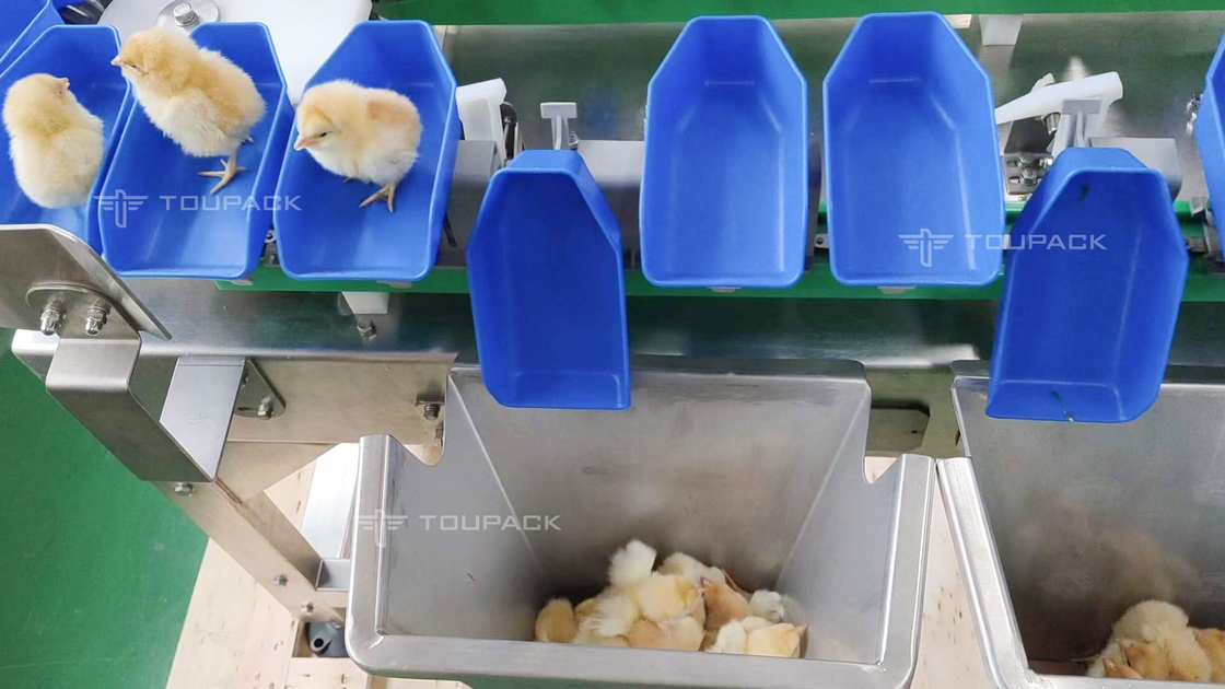 Máy phân loại trọng lượng gà bào ngư sò điệp tùy chỉnh Máy phân loại ngày trái cây tự động