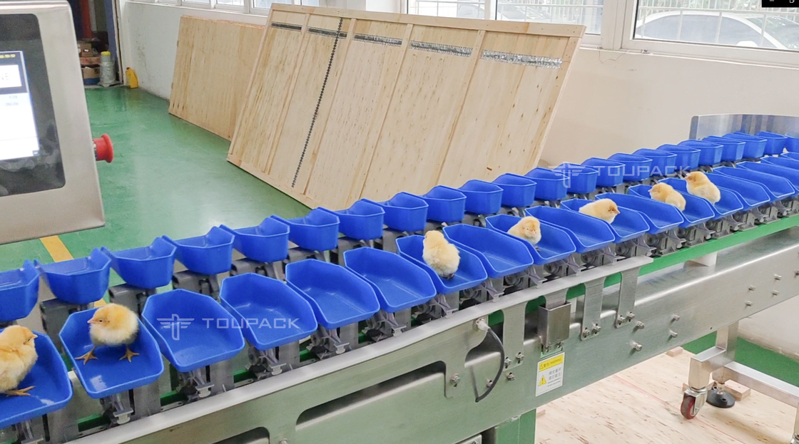 Máy phân loại trọng lượng gà bào ngư sò điệp tùy chỉnh Máy phân loại ngày trái cây tự động
