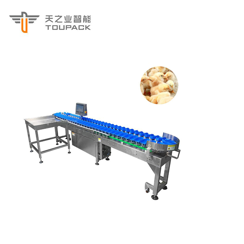 Máy phân loại trọng lượng gà bào ngư sò điệp tùy chỉnh Máy phân loại ngày trái cây tự động