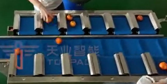 Máy đóng gói cân đa đầu PLC Quy mô đai tốc độ cho màu cam tươi